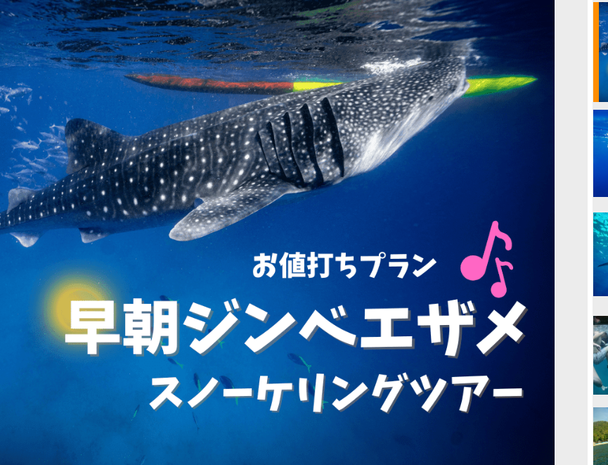 セブ島初心者向け】ジンベイザメツアーは行くべき？魅力・流れ・注意点